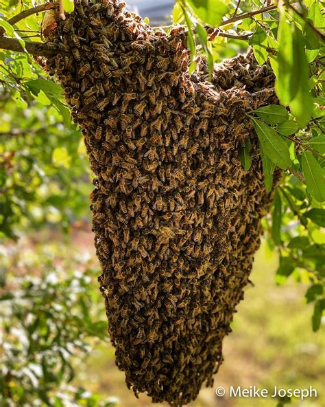 What Happens When Bees Swarm | Barbados Apiculture Association