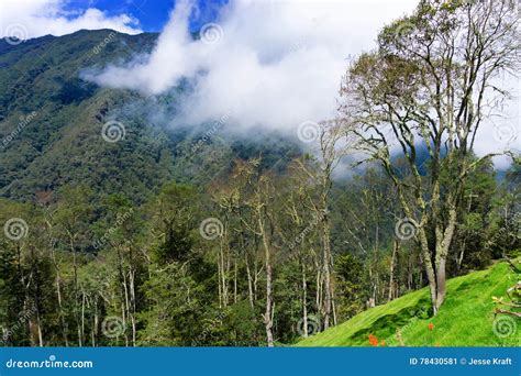 Colombian Rainforest Landscape Stock Image - Image of andean, national ...