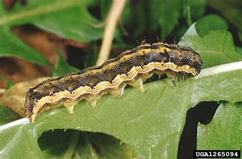 old world bollworm, cotton bollworm (Helicoverpa armigera)