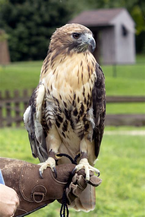 Red-Tailed Hawk - Potawatomi Zoo