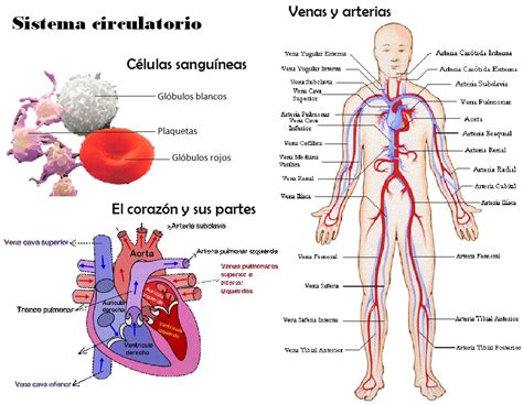 EL APARATO CIRCULATORIO, LA SANGRE Y EL CORAZON - 6º- ~ MY ENGLISH AND SCIENCE