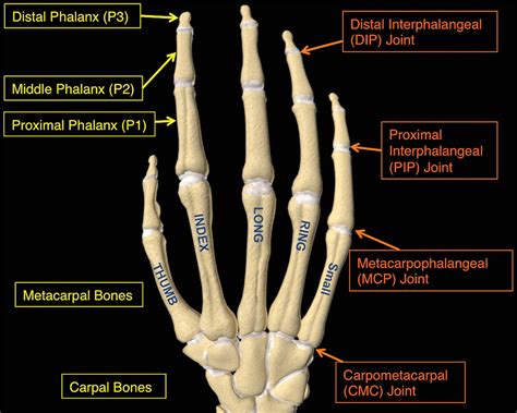 Bones And Joints Of The Human Hand Dip Distal Interph - vrogue.co