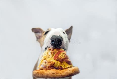 El Perro Come Una Pizza Jugosa Sabrosa Y Frunce El Ceño Bastante Imagen ...