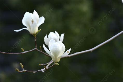 Spring And Spring Magnolia Flowers Photographs And Pictures Background, Spring, Magnolia, Park ...