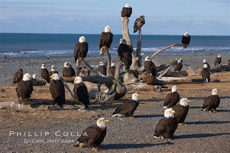 30 bald eagles, Haliaeetus leucocephalus photo, Kachemak Bay, Homer, Alaska