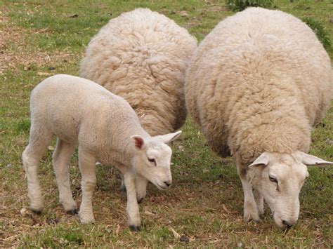 Sheep and Lamb 1 Free Photo Download | FreeImages