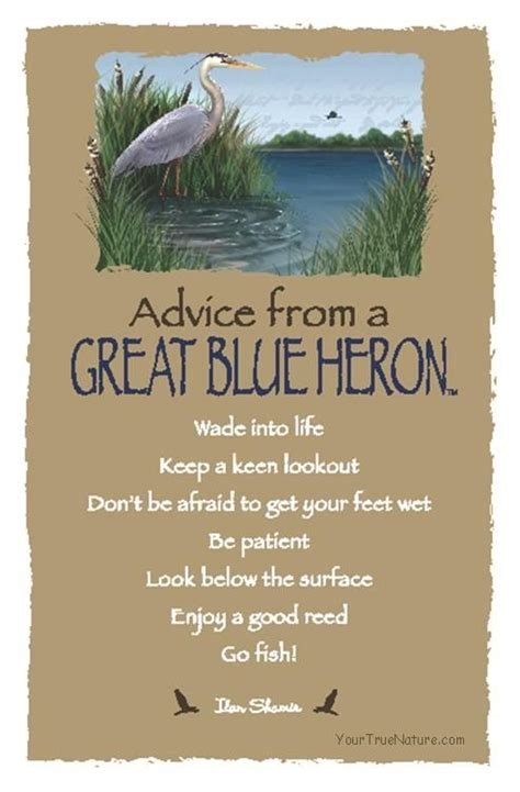 Advice from a great blue heron | Advice From Quotes | Pinterest | Blue ...