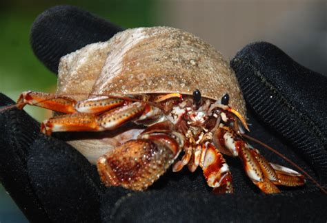 Point Richmond Beach News: Giant Hermit Crab found off Beach!