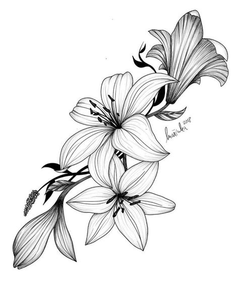 Blooming lily flower vector image on - MyKingList.com | Easy flower drawings, Flower drawing ...