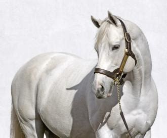 Tapit breaks his own single-season record for progeny earnings