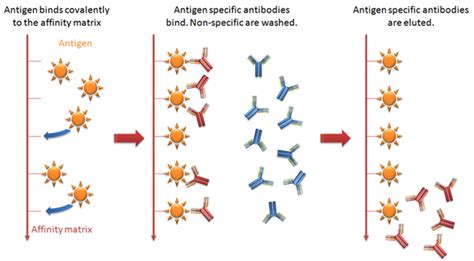 Antibody Purification - MyBioSource Learning Center