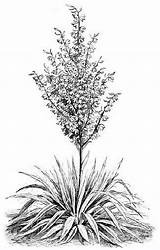Yucca Flower Coloring Page  Disney sketch template