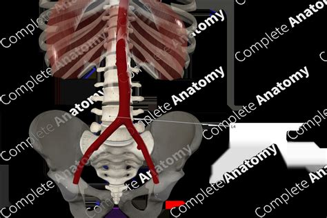 Fourth Lumbar Vertebra | Complete Anatomy