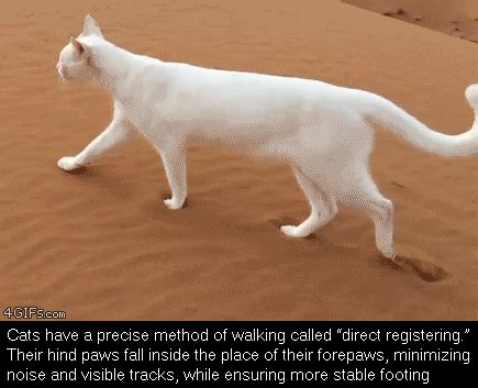 Cat Walking Gif | Catlov