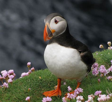 Atlantic Puffin | Puffin, Cool places to visit, Animal facts