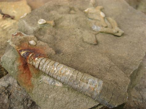 Cephalopod fossil | They are everywhere around here, large a… | Flickr