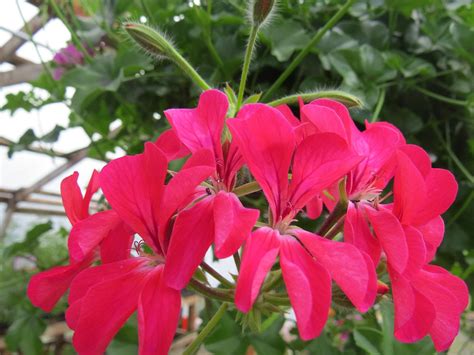 Geranium Plants | Ivy Geranium Seeds | Trailing Geranium ...