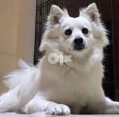 Indian Spitz Mix for sale - Dogs - 104466823