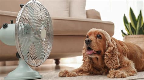 Do Dogs Sweat? 11 Ways To Keep Your Dog Cool