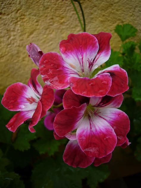 BusyBeeFree: Pelargonium varieties