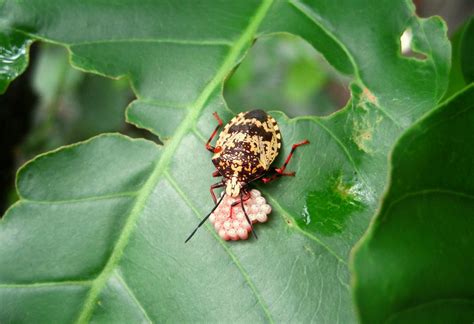 Pentatomidae- eggs | Camila Plata | Flickr