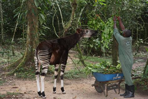 Okapi Wildlife Reserve in Congo - Attractions and Things to Do