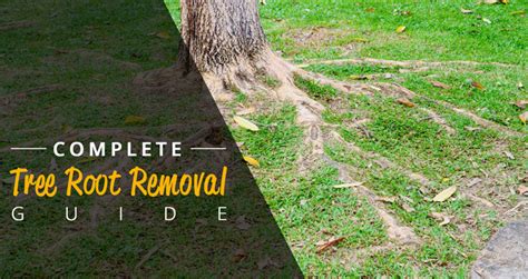 Tree Root Removal Cost Guide 2024 - (Cutting Exposed Tree Roots)