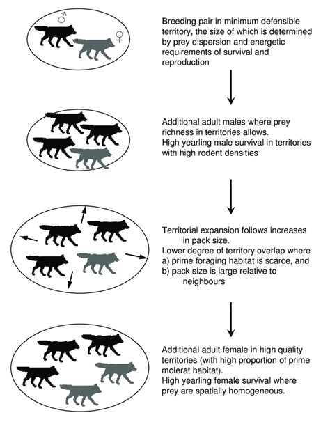 1. Model of Ethiopian wolf pack and territory dynamics. | Download ...