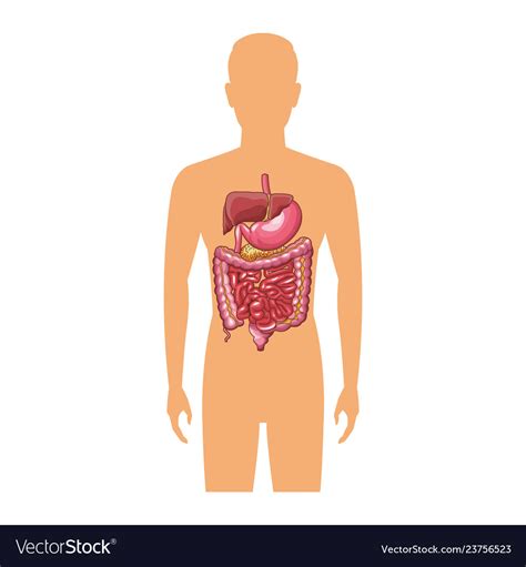 Anatomy human organ cartoon Royalty Free Vector Image