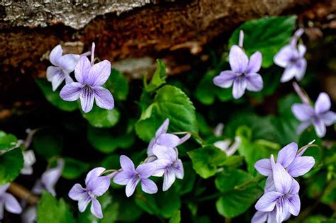 39 of the Best Violet Varieties | Gardener’s Path