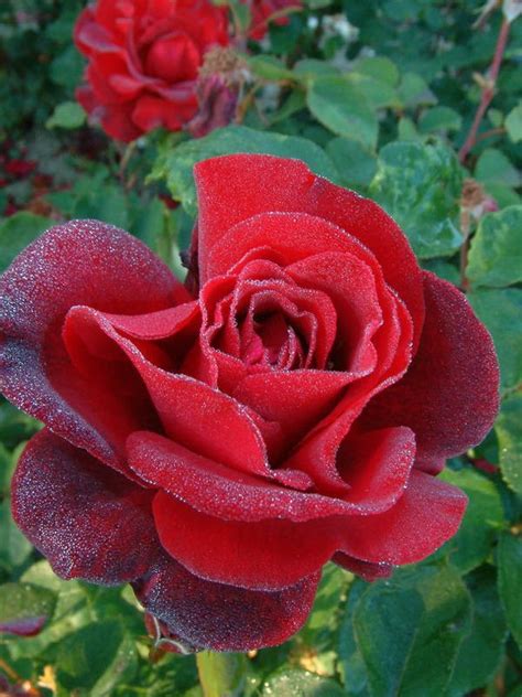 Black Beauty - Floribundas - Old Garden Roses - Rose Catalog - Tasman Bay Roses - Buy Roses ...