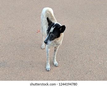 Aspin Dog Breed Stock Photo 1244194780 | Shutterstock