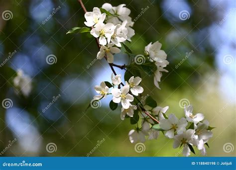 Apple tree white flowers stock photo. Image of blossoming - 118840198