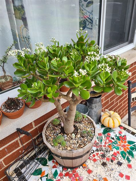 My jade is flowering! : r/succulents