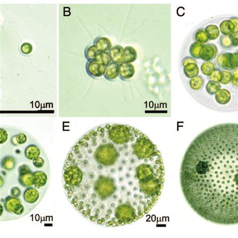 1. Steps in the evolutionary transition to multicellularity. In the... | Download Scientific Diagram