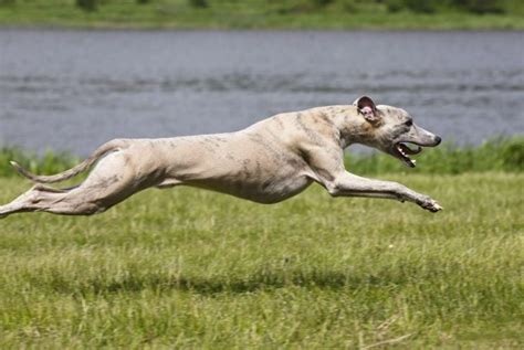 The Wonderful Whippet - Critter Culture