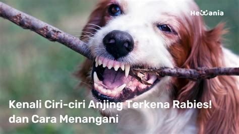 Waspada Ciri-ciri Anjing Rabies! dan Solusinya - Hewania