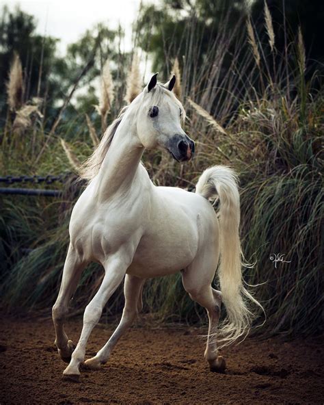 Om El Al Azeem (Al Lahab × Om El Beneera) 2006 grey stallion bred by Om ...