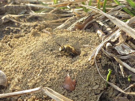 Ground Bees Come in Peace | The ABCs of School and Childcare Pest Management