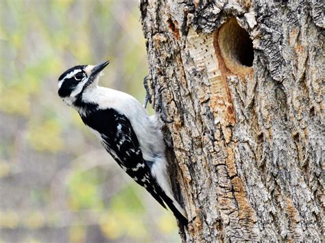 Downy Woodpecker - Sound | Female | Nest | Habitat | Feather - BirdBaron