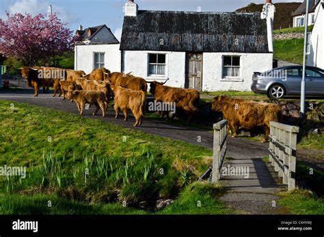 Highland cattle in the village of Duirinish, Highland Region, Scotland ...