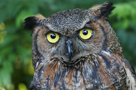 Be-at-home with Nature series: Great horned owls - UF/IFAS Extension Sarasota County