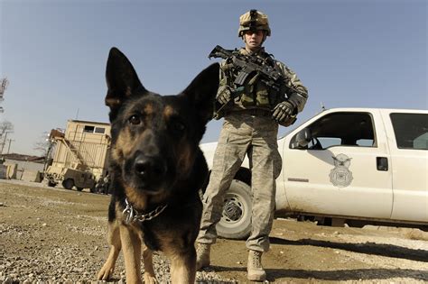 History of the Military Working Dog | Intrepid Fallen Heroes Fund