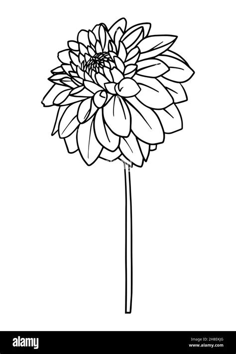 Black And White Dahlia Clipart