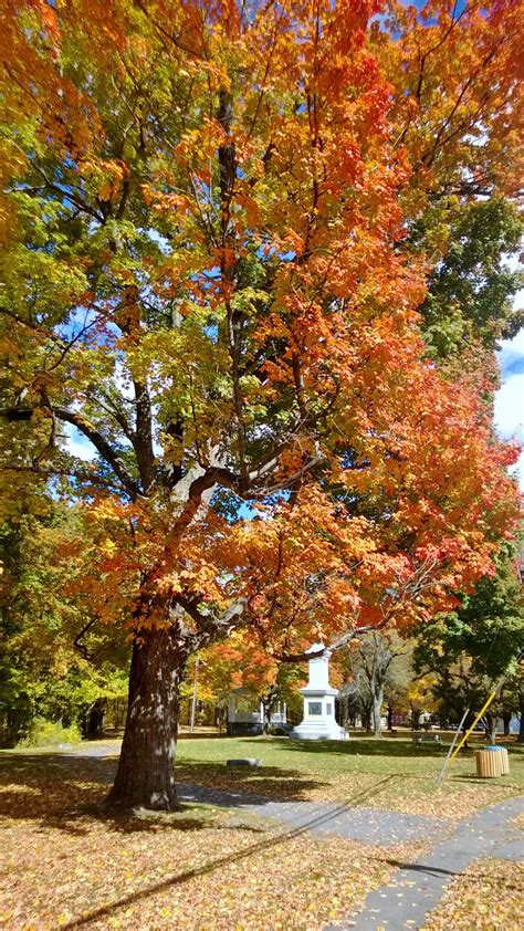 Fall Foliage Tracker! – Brattleboro Area Chamber of Commerce