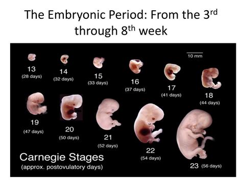 PPT - Prenatal Development PowerPoint Presentation, free download - ID:2586354