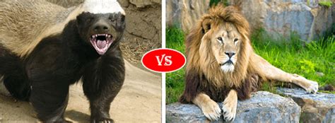 Honey Badger vs Lion fight comparison, who win win?