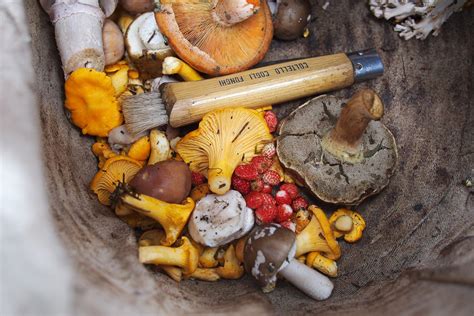 Expert Tips on How to Forage for Mushrooms and Not Die - The Manual