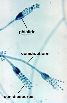 BIOL 230 Lab Manual: Conidiospores of Penicillum