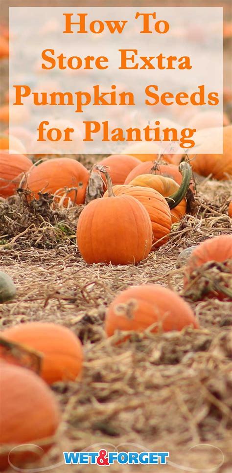 Store Pumpkin Seeds for Planting, Using This Easy Method | Life's Dirty ...